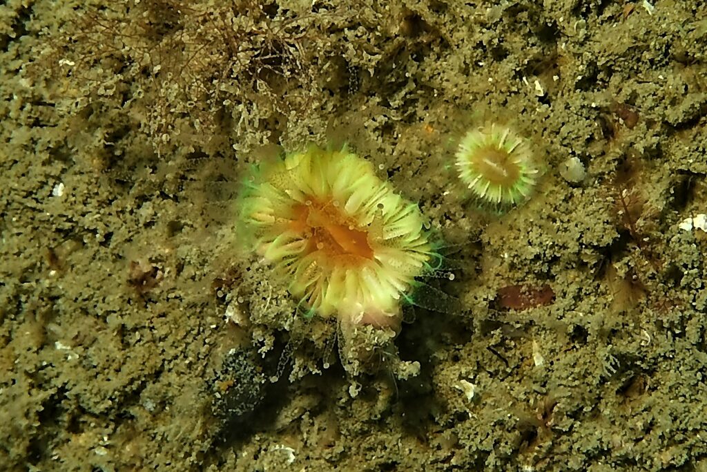 CUP CORAL MANACLES